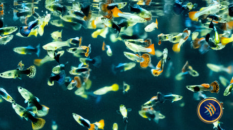 April's Aquarium Your Local Fish Store - Livebearers