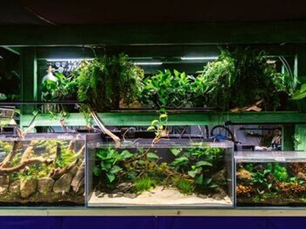April's Aquarium Your Local Fish Store Plants, Substrates ,Decor, Botanicals & Co2