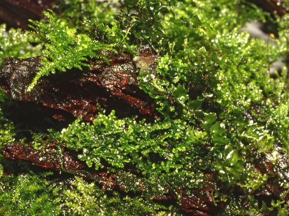 Riccardia Chamedryfolia 003D TC | Tissue Cultures | Largest Tropical Fish Selection at Your Local Fish Store