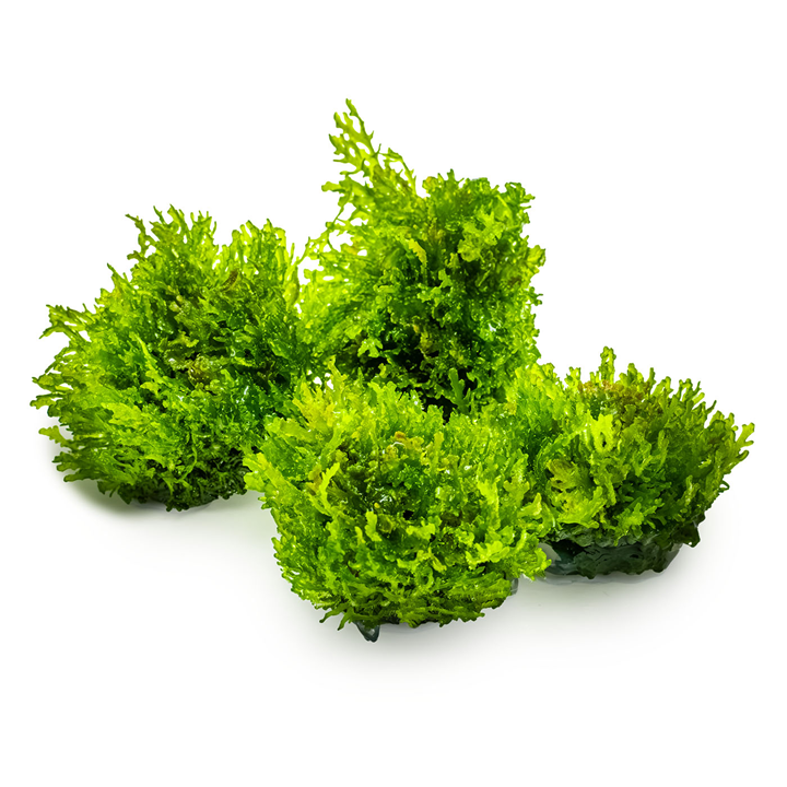 Riccardia Chamedryfolia 003D TC | Tissue Cultures | Largest Tropical Fish Selection at Your Local Fish Store