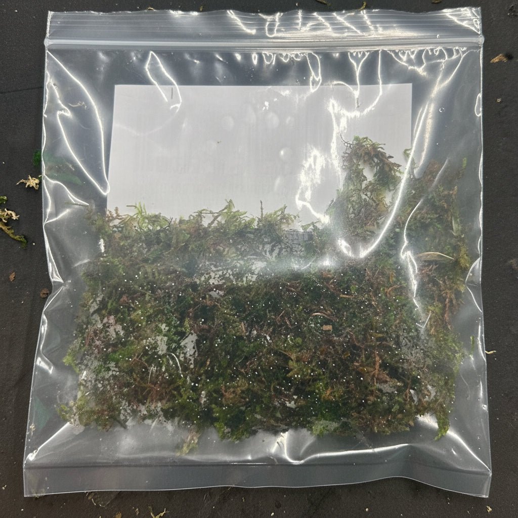 Vesicularia dubyana (Java moss) Portion - WP223 | Potted Plants | Largest Tropical Fish Selection at Your Local Fish Store