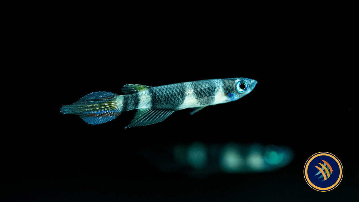 Clown Killi (Epiplatys annulatus) | Rainbowfish Killifish & Danios | Largest Tropical Fish Selection at Your Local Fish Store