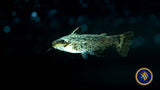 Colombian Wood Catfish (trachelyopterus fisheri)