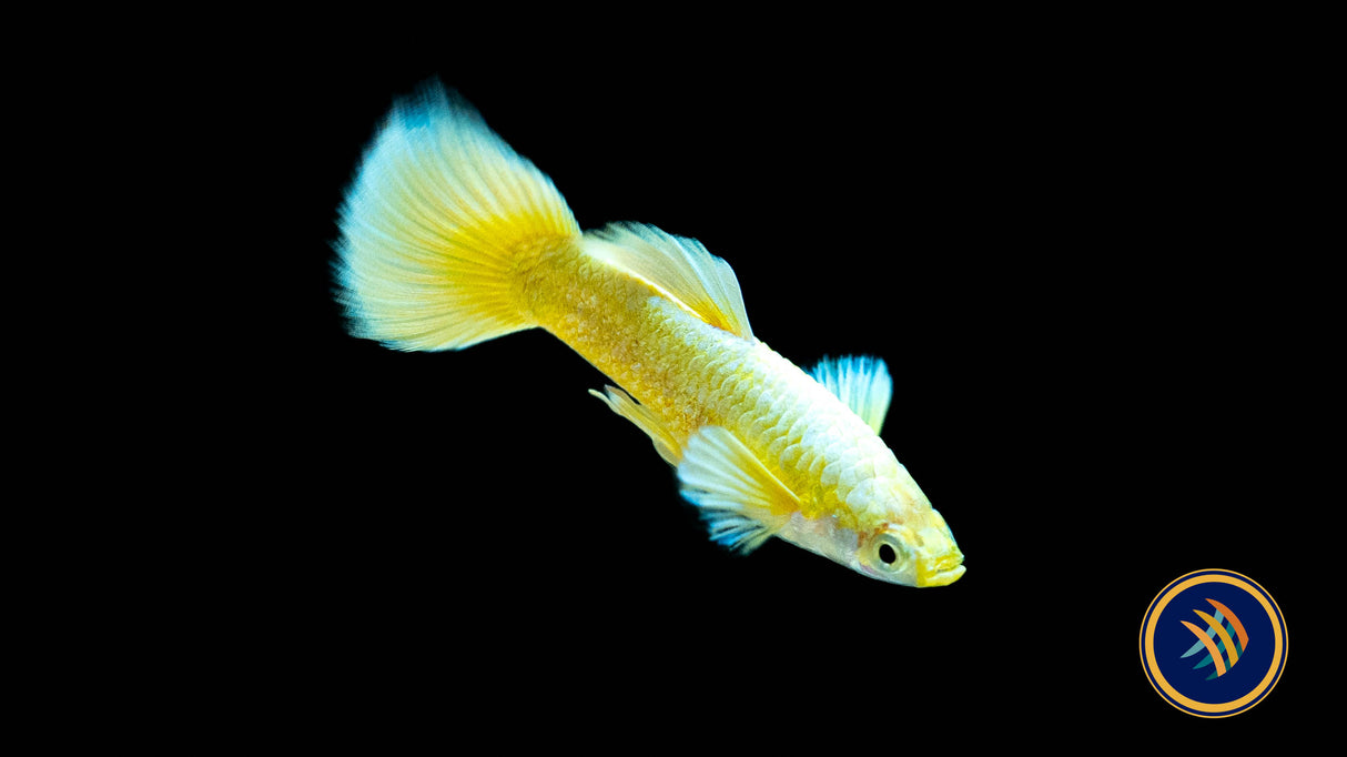 Fancy Guppy Pair Full Gold | Livebearers | Largest Tropical Fish Selection at Your Local Fish Store