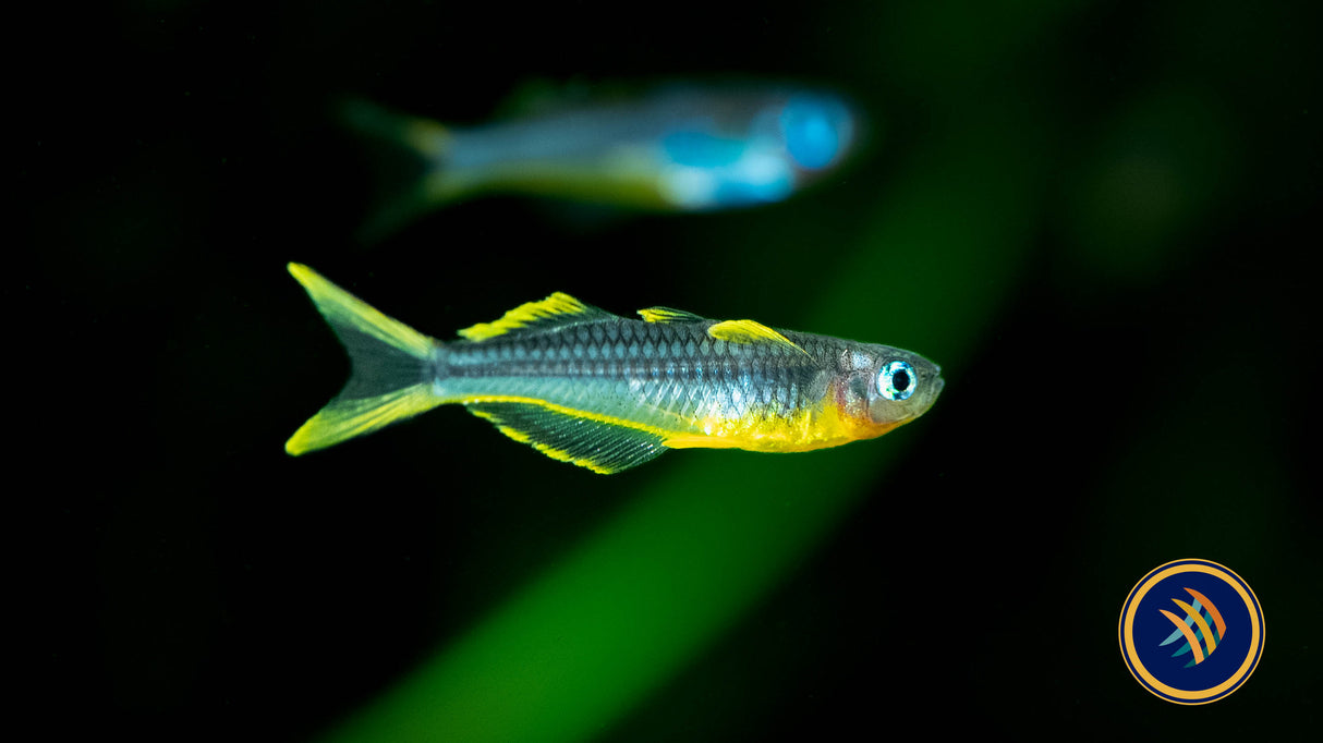 Forktail Rainbowfish (Pseudomugil Furcatus) 2-2.5cm | Rainbowfish Killifish & Danios | Largest Tropical Fish Selection at Your Local Fish Store
