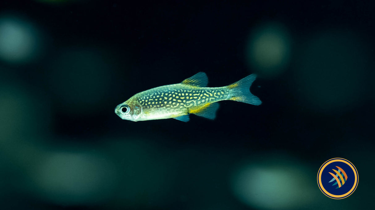 Galaxy Rasbora (Celestial Pearl Danio) CPD | Tetras Rasboras & Pencilfish | Largest Tropical Fish Selection at Your Local Fish Store