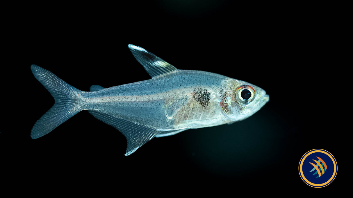 Hyphessobrycon Epicharis | Tetras Rasboras & Pencilfish | Largest Tropical Fish Selection at Your Local Fish Store