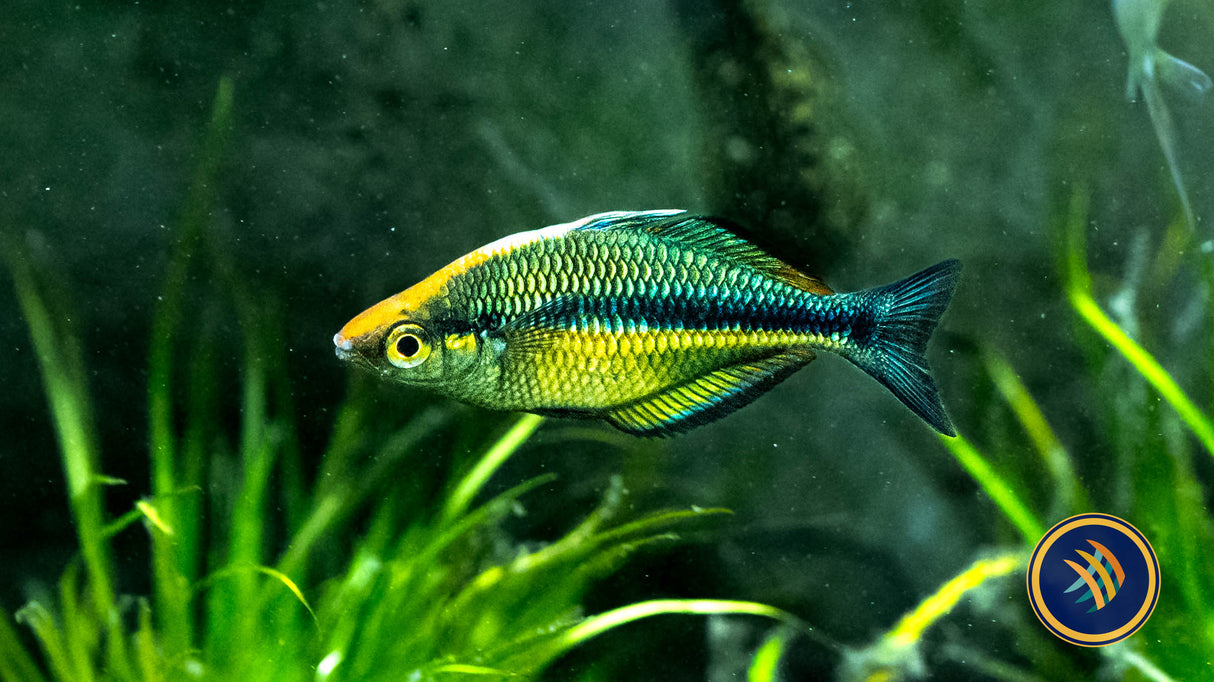 Lake Kutubu Rainbow Fish 7-8cm | Rainbowfish Killifish & Danios | Largest Tropical Fish Selection at Your Local Fish Store