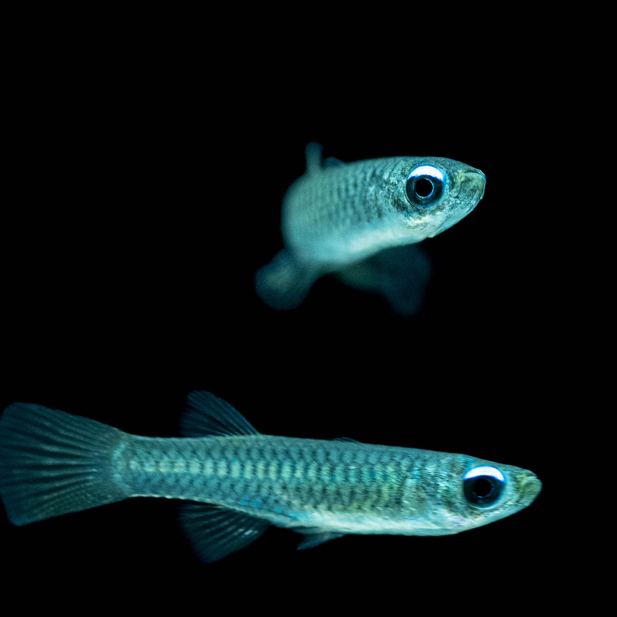 Normans Lamp Eye Killifish (Glaser) Your Local Fish Store