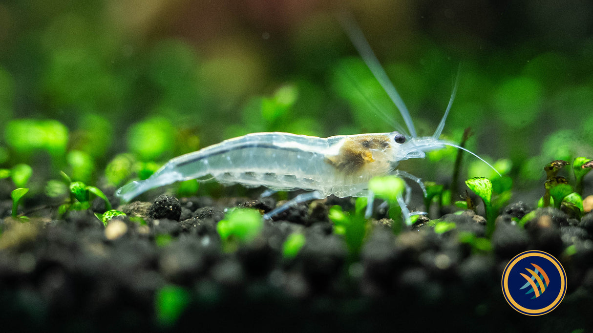Snow White Amano Shrimp (Caridina multidentata) 2-2.5cm | Snails Shrimp Crayfish Crabs | Largest Tropical Fish Selection at Your Local Fish Store