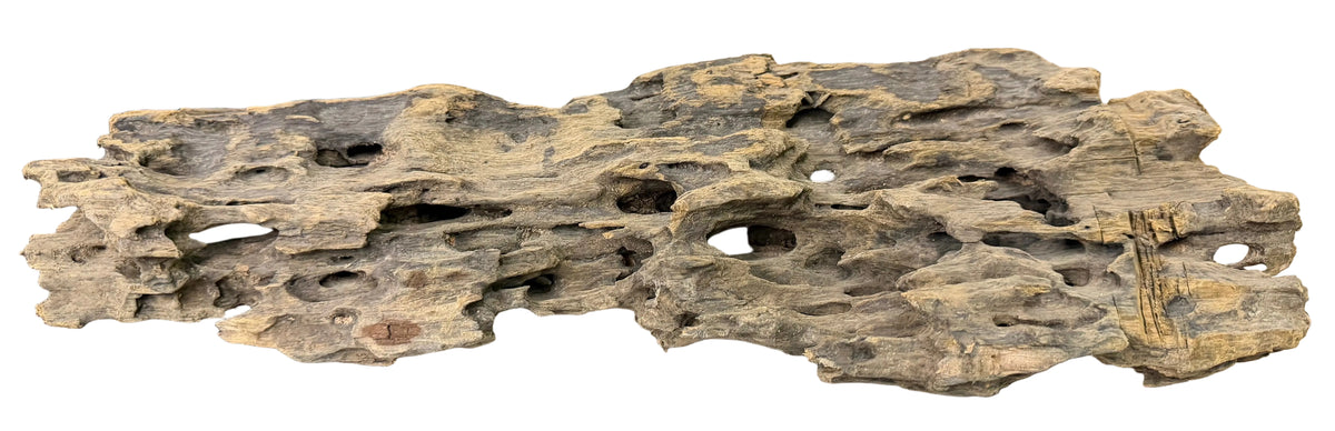 Texture / Shrimp Driftwood