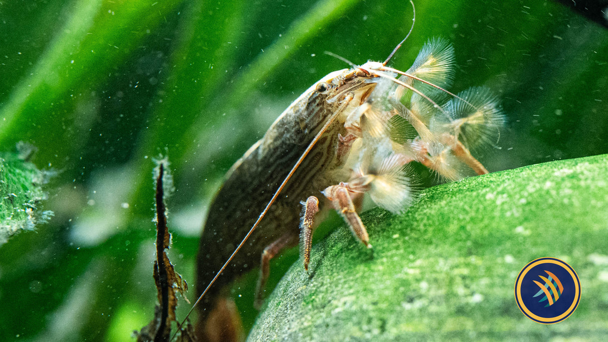 Bamboo / Rock / Fan Shrimp (Atyopsis moluccensis) 6.5cm | Snails Shrimp Crayfish Crabs | Largest Tropical Fish Selection at Your Local Fish Store