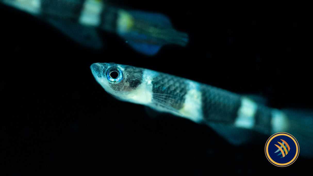 Clown Killi (Epiplatys annulatus) | Rainbowfish Killifish & Danios | Largest Tropical Fish Selection at Your Local Fish Store