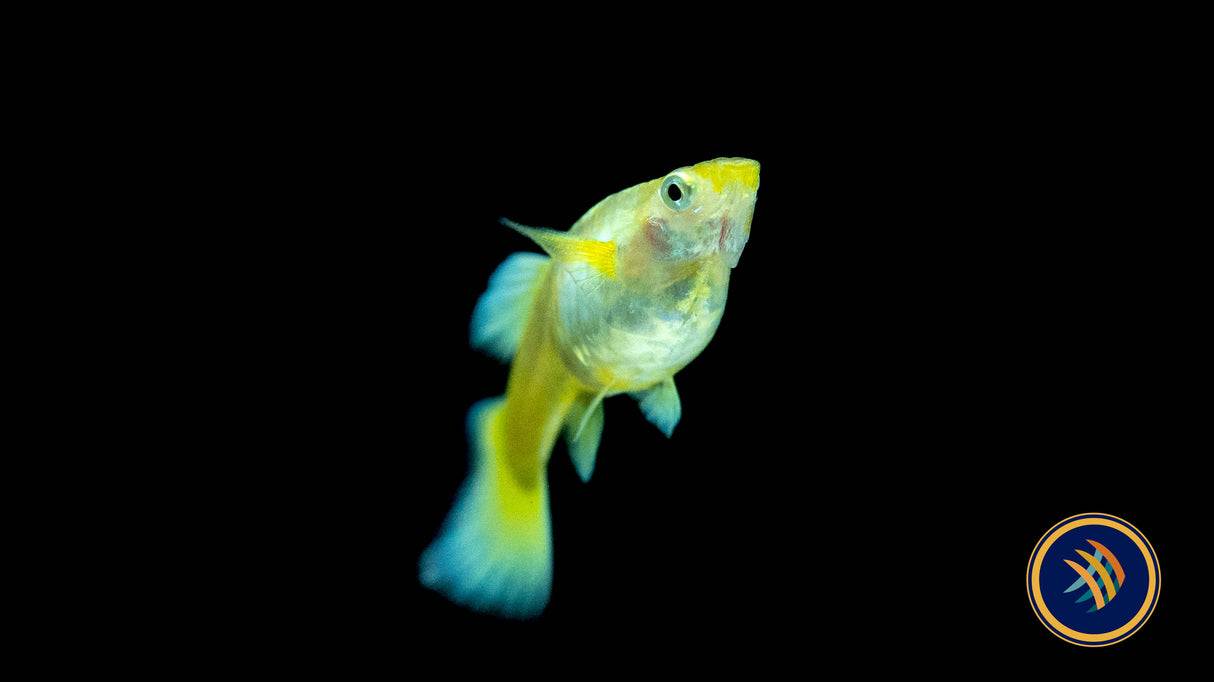 Fancy Guppy Pair Full Gold | Livebearers | Largest Tropical Fish Selection at Your Local Fish Store
