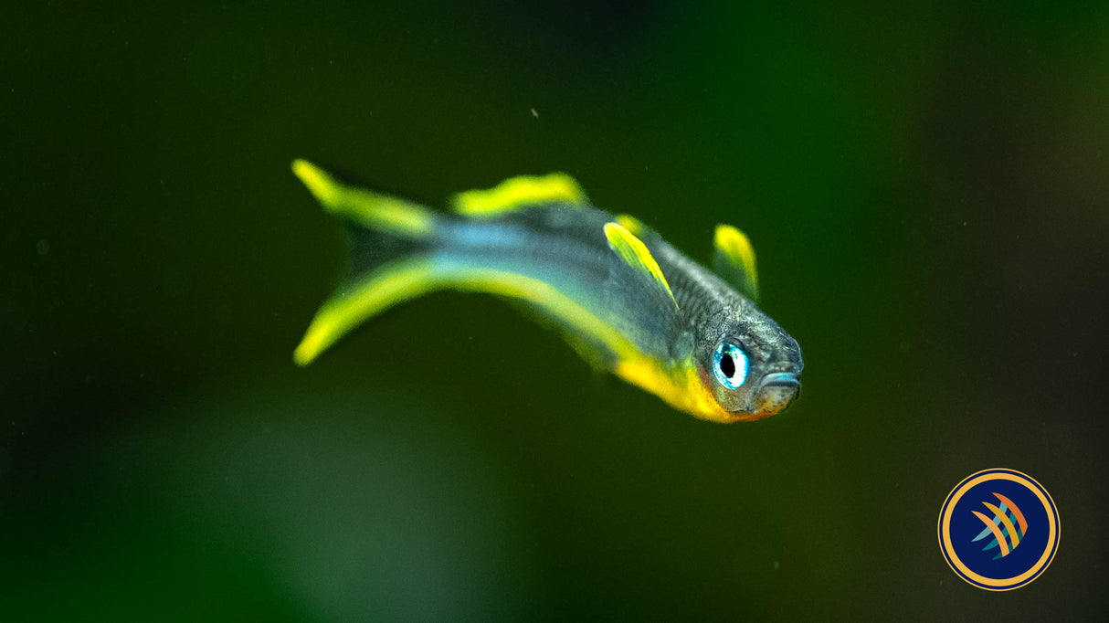 Forktail Rainbowfish (Pseudomugil Furcatus) 2-2.5cm | Rainbowfish Killifish & Danios | Largest Tropical Fish Selection at Your Local Fish Store