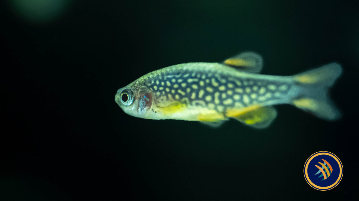 Galaxy Rasbora (Celestial Pearl Danio) CPD | Tetras Rasboras & Pencilfish | Largest Tropical Fish Selection at Your Local Fish Store