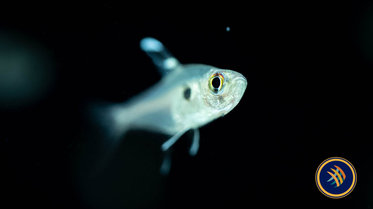 Hyphessobrycon Epicharis | Tetras Rasboras & Pencilfish | Largest Tropical Fish Selection at Your Local Fish Store