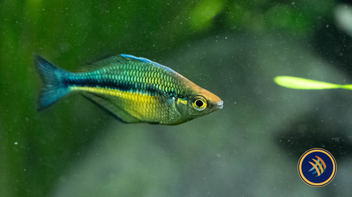Lake Kutubu Rainbow Fish 7-8cm | Rainbowfish Killifish & Danios | Largest Tropical Fish Selection at Your Local Fish Store
