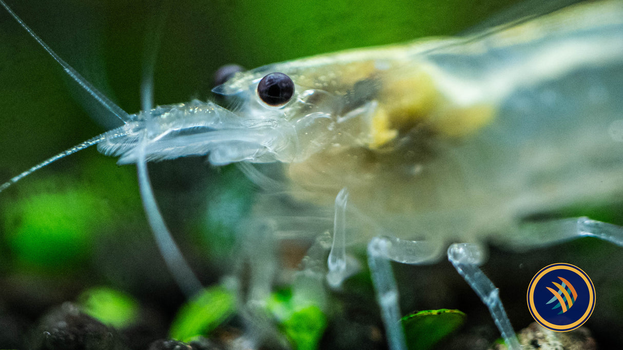 Snow White Amano Shrimp (Caridina multidentata) 2-2.5cm | Snails Shrimp Crayfish Crabs | Largest Tropical Fish Selection at Your Local Fish Store