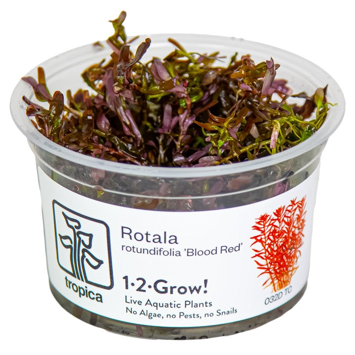 Rotala rotundifolia 'Blood Red' 032D TC | Tissue Cultures | Largest Tropical Fish Selection at Your Local Fish Store