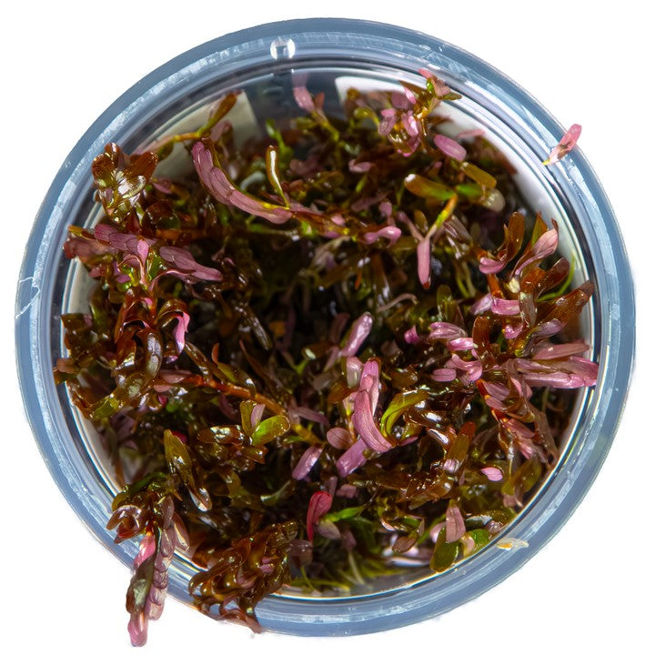 Rotala rotundifolia 'Blood Red' 032D TC | Tissue Cultures | Largest Tropical Fish Selection at Your Local Fish Store