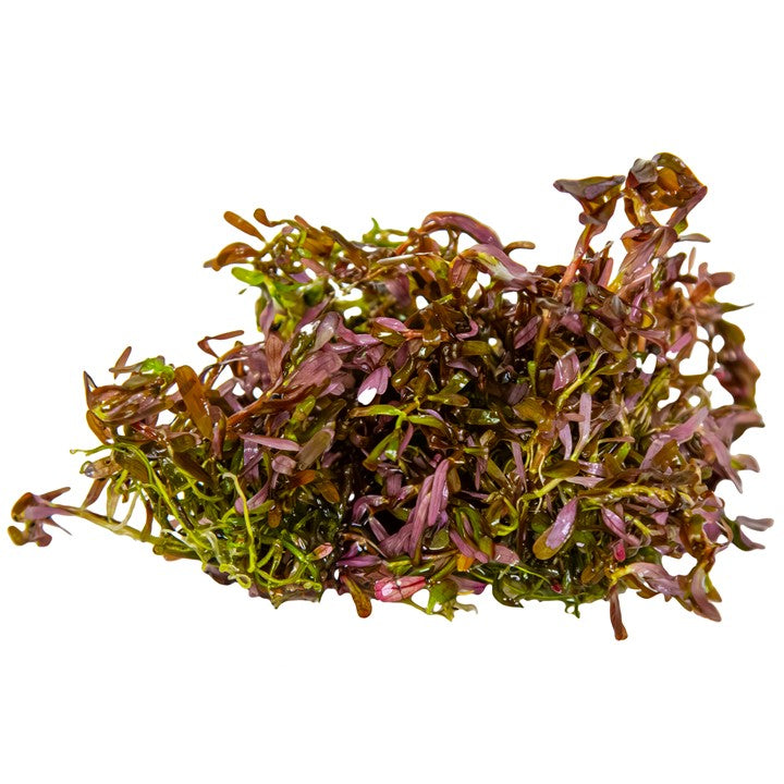 Rotala rotundifolia 'Blood Red' 032D TC | Tissue Cultures | Largest Tropical Fish Selection at Your Local Fish Store