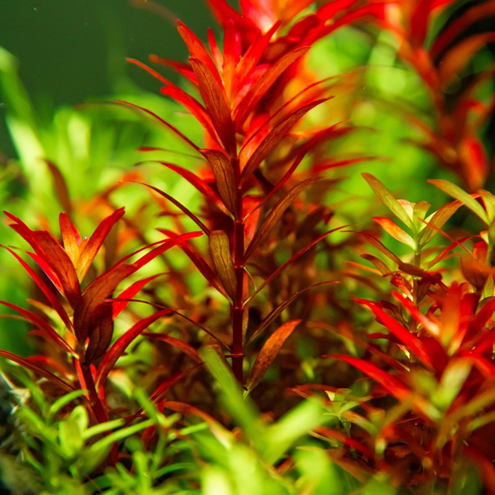 Rotala rotundifolia 'Blood Red' 032D TC | Tissue Cultures | Largest Tropical Fish Selection at Your Local Fish Store