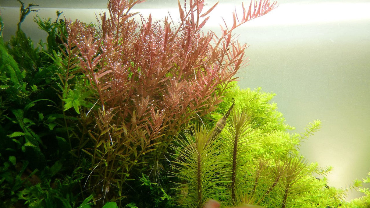Rotala rotundifolia 033 PCS | Potted Plants | Largest Tropical Fish Selection at Your Local Fish Store