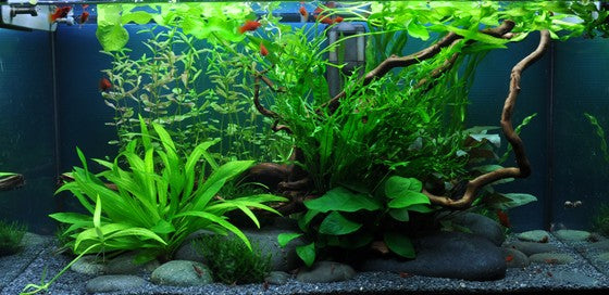 Rotala rotundifolia 033 PCS | Potted Plants | Largest Tropical Fish Selection at Your Local Fish Store