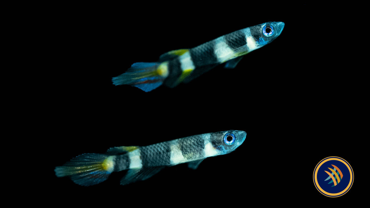 Clown Killi (Epiplatys annulatus) | Rainbowfish Killifish & Danios | Largest Tropical Fish Selection at Your Local Fish Store