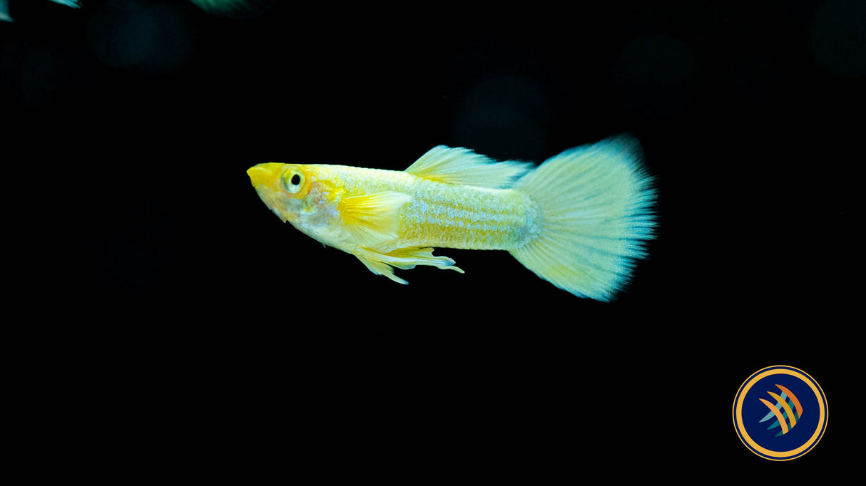 Fancy Guppy Pair Full Gold | Livebearers | Largest Tropical Fish Selection at Your Local Fish Store