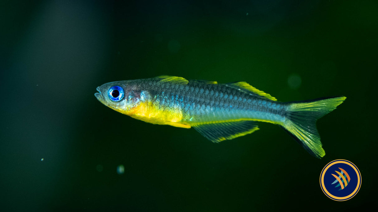 Forktail Rainbowfish (Pseudomugil Furcatus) 2-2.5cm | Rainbowfish Killifish & Danios | Largest Tropical Fish Selection at Your Local Fish Store