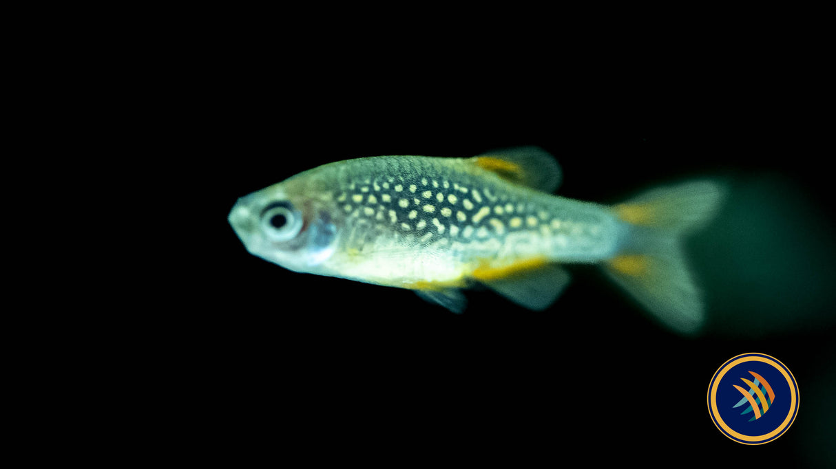 Galaxy Rasbora (Celestial Pearl Danio) CPD | Tetras Rasboras & Pencilfish | Largest Tropical Fish Selection at Your Local Fish Store