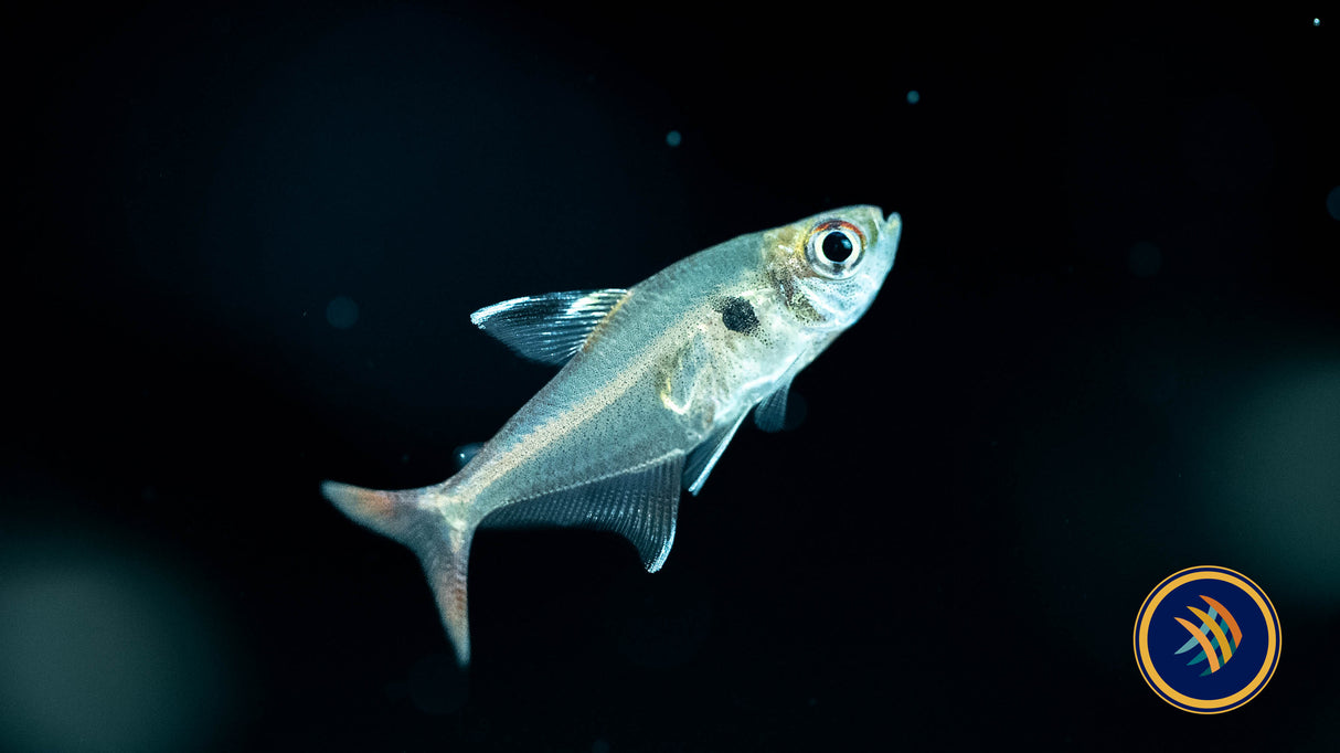 Hyphessobrycon Epicharis | Tetras Rasboras & Pencilfish | Largest Tropical Fish Selection at Your Local Fish Store