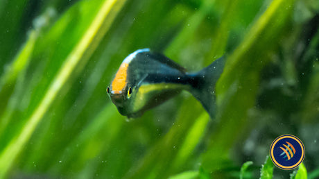 Lake Kutubu Rainbow Fish 6cm-7cm