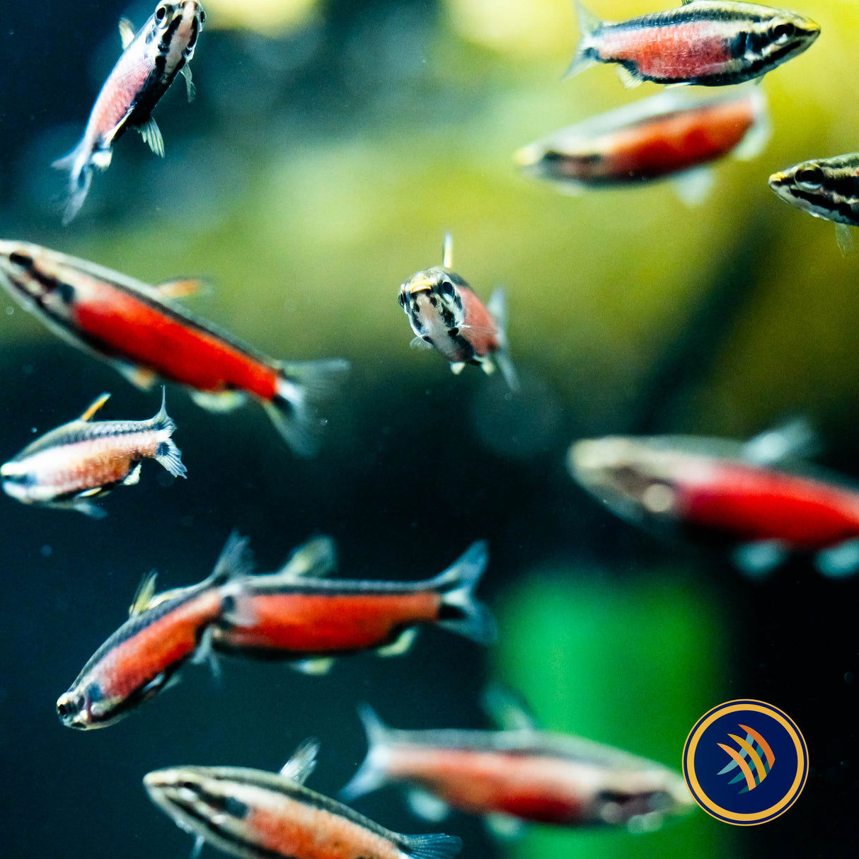 Nannostomus sp. Super Red Cenepa | Tetras Rasboras & Pencilfish | Largest Tropical Fish Selection at Your Local Fish Store