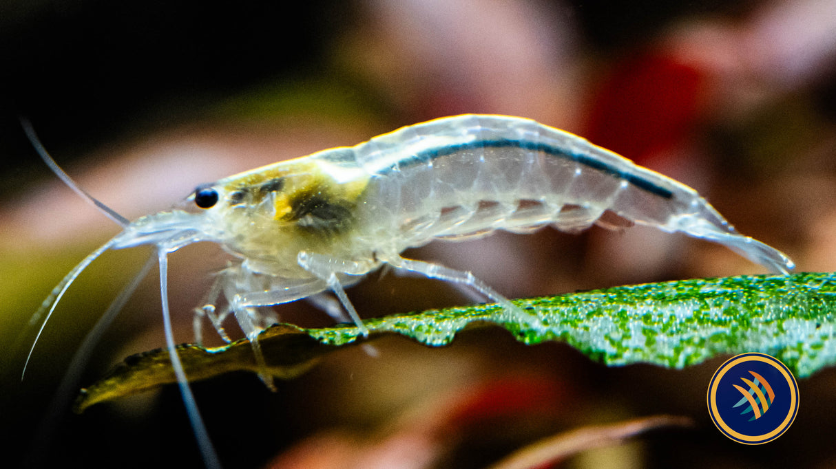 Snow White Amano Shrimp (Caridina multidentata) 2-2.5cm | Snails Shrimp Crayfish Crabs | Largest Tropical Fish Selection at Your Local Fish Store