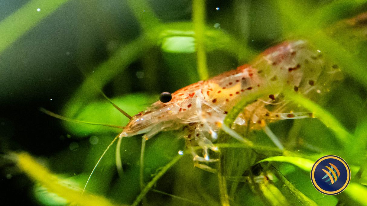 Sun Orange Amano Shrimp (Caridina multidentata) 2.5cm | Snails Shrimp Crayfish Crabs | Largest Tropical Fish Selection at Your Local Fish Store