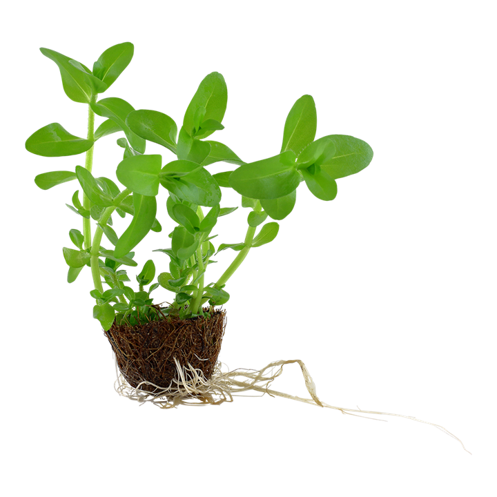 Bacopa caroliniana 043 MP (MINI PACK) | Potted Plants | Largest Tropical Fish Selection at Your Local Fish Store