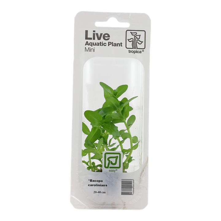 Bacopa caroliniana 043 MP (MINI PACK) | Potted Plants | Largest Tropical Fish Selection at Your Local Fish Store