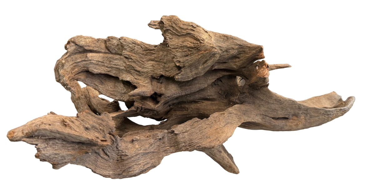 Malaysian Mangrove Sinking Driftwood
