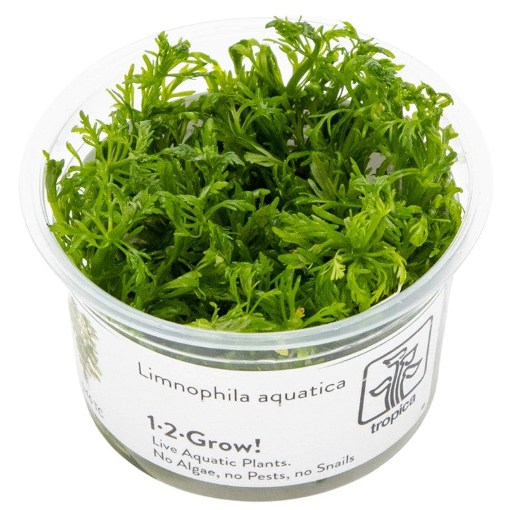 Limnophila aquatica 046 TC | Tissue Cultures | Largest Tropical Fish Selection at Your Local Fish Store