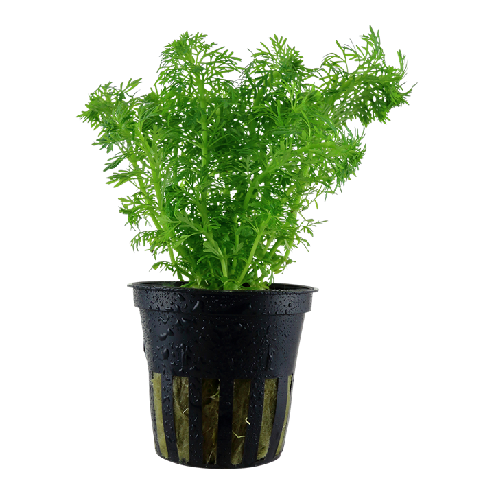 Limnophila sessiliflora 047 PCS | Potted Plants | Largest Tropical Fish Selection at Your Local Fish Store