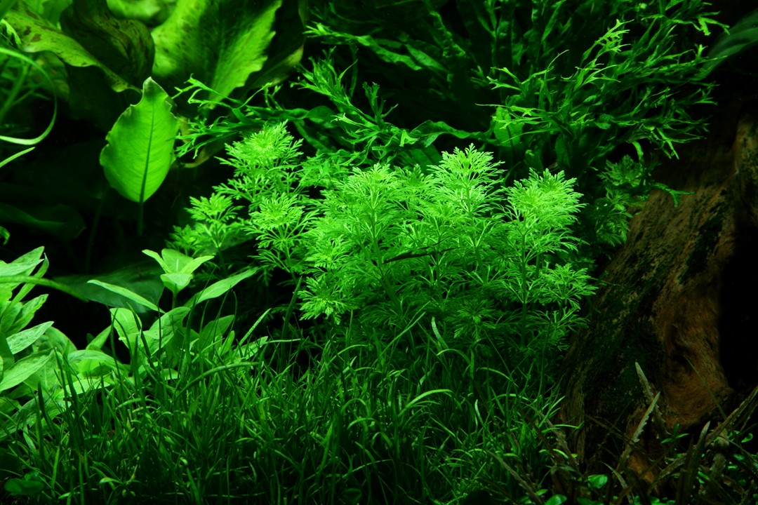 Limnophila sessiliflora 047 PCS | Potted Plants | Largest Tropical Fish Selection at Your Local Fish Store