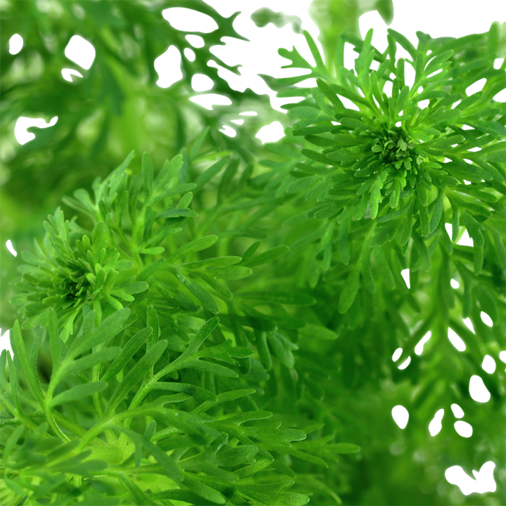 Limnophila sessiliflora 047 PCS | Potted Plants | Largest Tropical Fish Selection at Your Local Fish Store