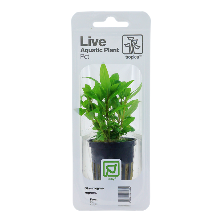 Staurogyne repens 049G PCS | Potted Plants | Largest Tropical Fish Selection at Your Local Fish Store