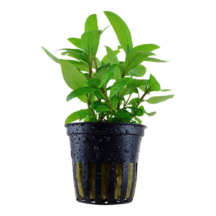 Staurogyne repens 049G PCS | Potted Plants | Largest Tropical Fish Selection at Your Local Fish Store