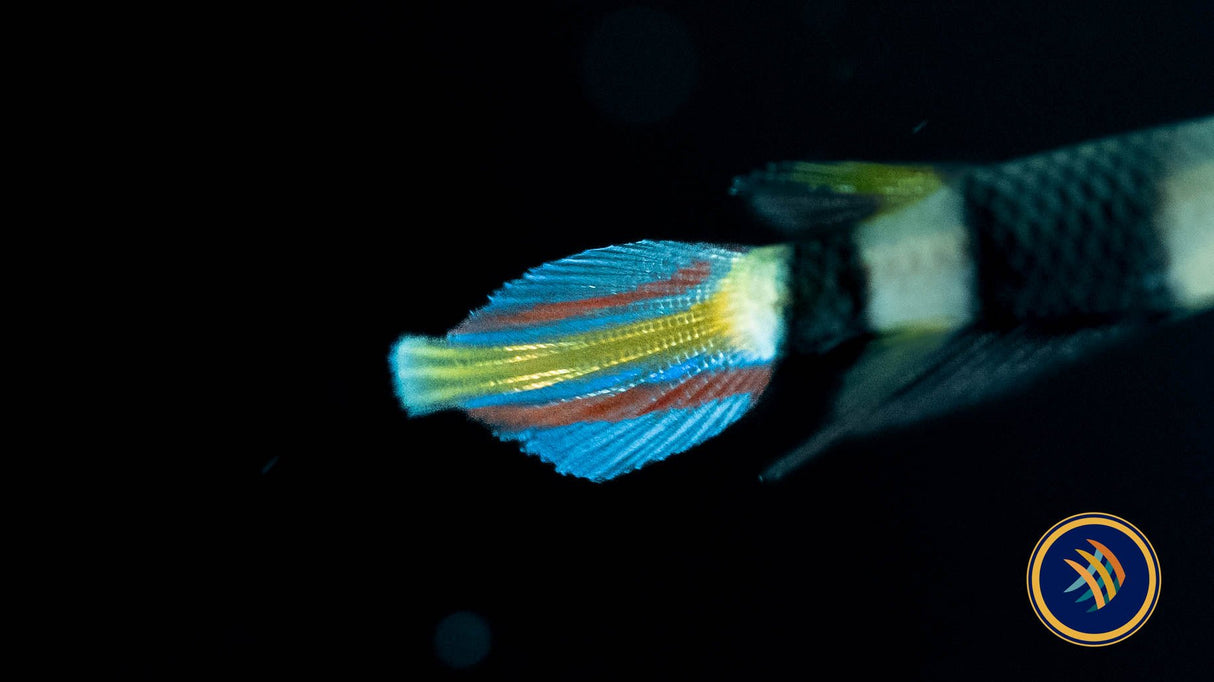 Clown Killi (Epiplatys annulatus) Aquarium Glaser | Rainbowfish Killifish & Danios | Largest Tropical Fish Selection at Your Local Fish Store