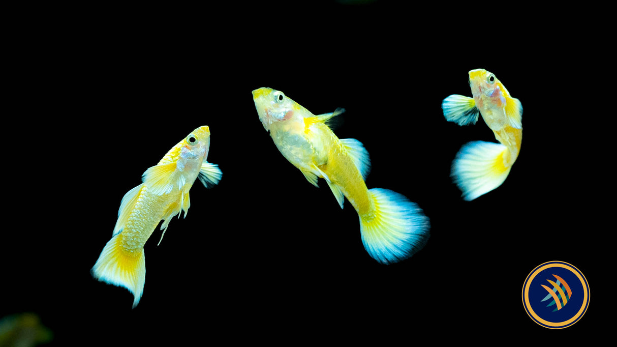Fancy Guppy Pair Full Gold | Livebearers | Largest Tropical Fish Selection at Your Local Fish Store