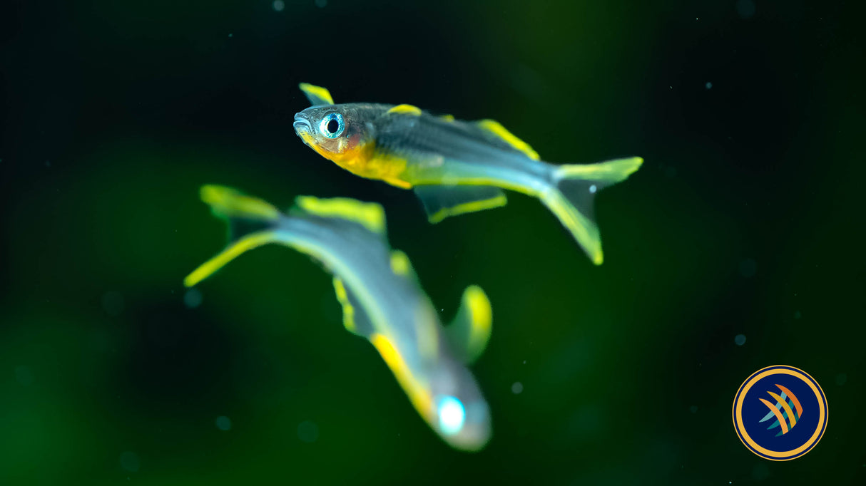 Forktail Rainbowfish (Pseudomugil Furcatus)